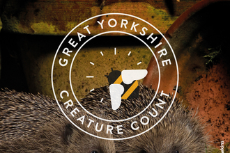 Hedgehog with GYCC logo