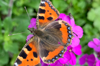 Small tortoiseshell butterfly (orange wings) resting on a cluster of pinky purple flowers. In the background is green foliage and the butterfly is centre of the picture with its head pointing towards top left corner.