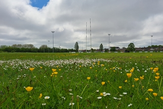 Wildflowers growing on the edge of rugby pitch
