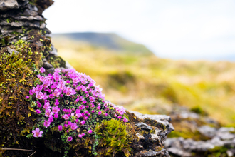purple flowers on the side of a rocky area on Ingleborough surrounded by mossy grass and a mountain in the distance.