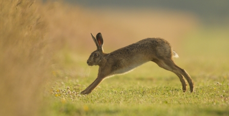 Common hare © Russell  Savory