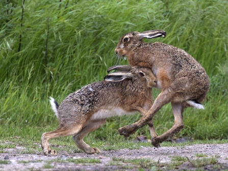 Mad March hares © Russell Savory