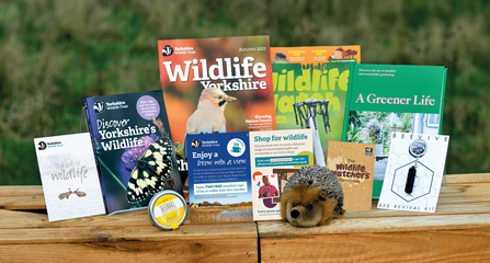Contents of a Gift Membership box spread out on an outdoor table. It contains books, magazines, gifts, cuddly toy hedgehog, wildflower seeds and a bee revival kit.