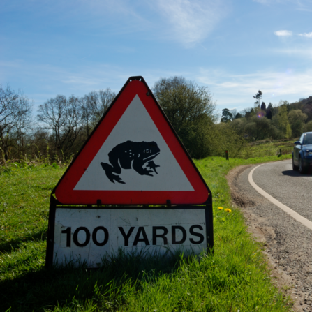 Warnng sign on the verge of a road depicting toads crossing for the next 100 yards