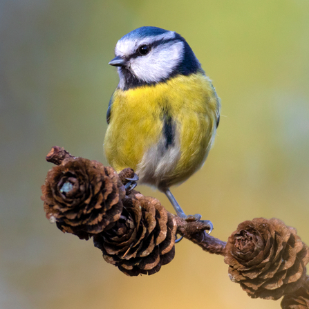 A blue tit perched on a branch with pine cones.