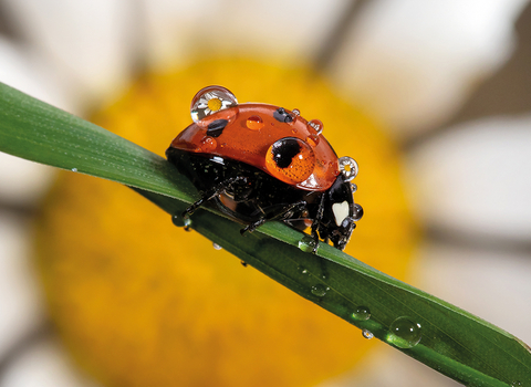 A lady bird on a leaf with dew drops on its back.