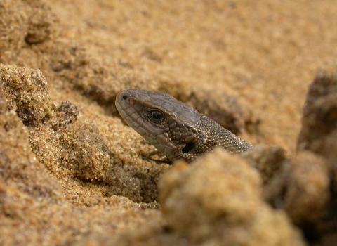 Common lizard (c) Bruce Shortland